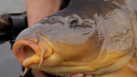 HOW TO: Neun Tipps für große Karpfen mit Christian Wolf